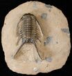 Long Chlustinia Trilobite - Rare Species #15555-4